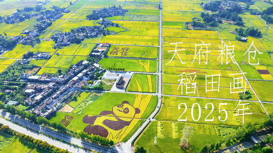 合集成都崇州天府粮仓大熊猫稻田画稻穗特写