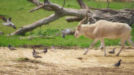 Addax，羚羊，角，白羚羊