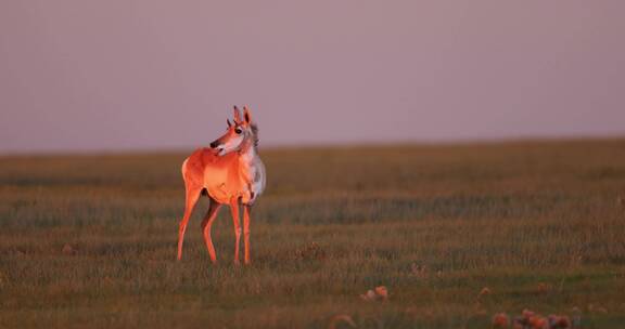 傍晚黄昏草原觅食的羚羊