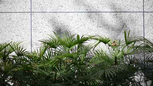 棕榈叶和花岗岩背景墙