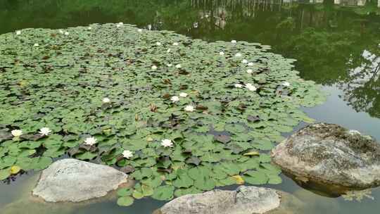 夏天池塘盛开的睡莲花实拍