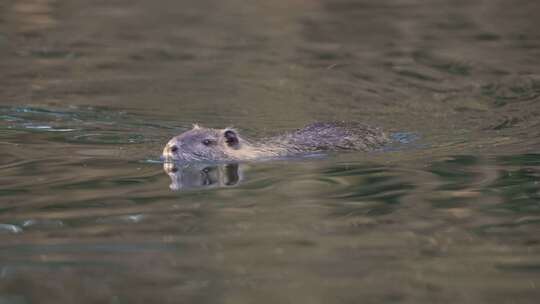 野生河豚在河水中游泳