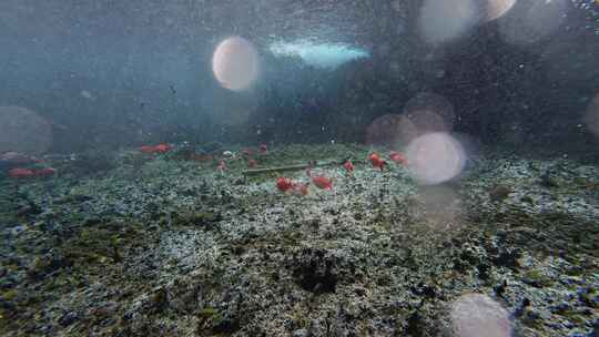 济南黑虎泉锦鲤水下世界