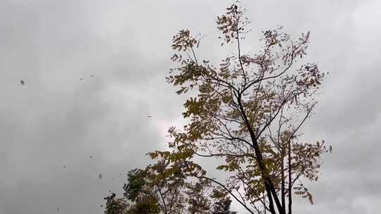 暴雨来临前阴天狂风吹树叶