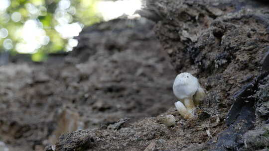 4K枯木生长的蘑菇