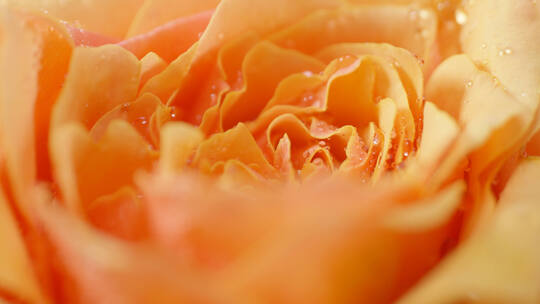 凝固水珠的玫瑰花细节精华成分展示