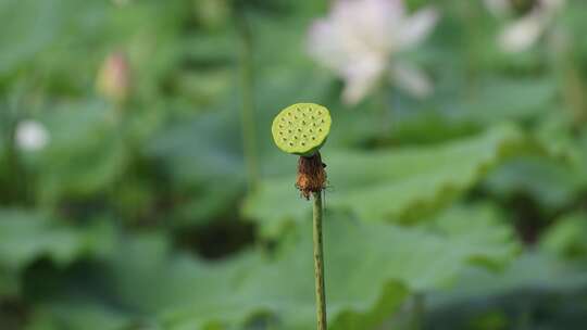 荷花莲蓬