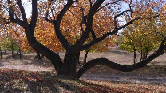 4K高清实拍秋季枫叶枫树林古树老树