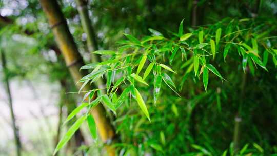 竹林竹叶禅意下雨天唯美空镜