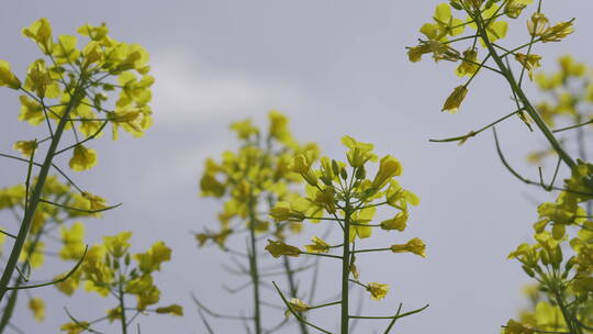 油菜花海