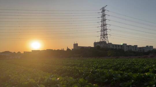 温暖的夕阳下,田野的蔬菜烨烨生辉