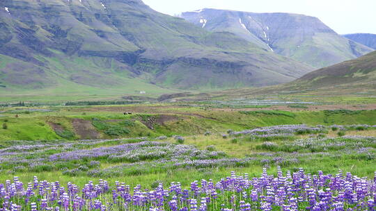 冰岛山脚下生长的羽扇豆特写镜头视频素材模板下载