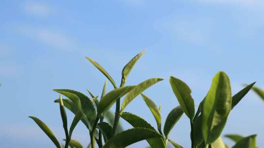 嫩绿茶树茶叶特写