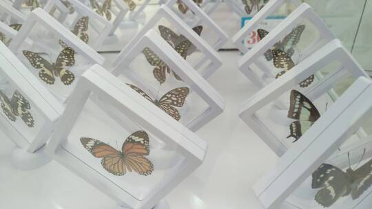 昆虫蝴蝶标本视频素材模板下载