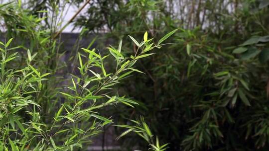 院子里的竹子随风摇曳视频素材模板下载