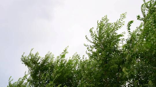 夏天阴雨天大风吹动树叶视频素材模板下载