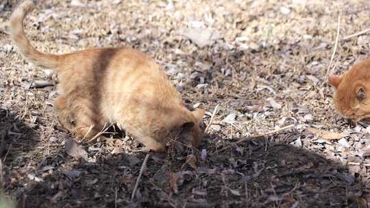 猫咪 小猫 猫 橘猫 动物