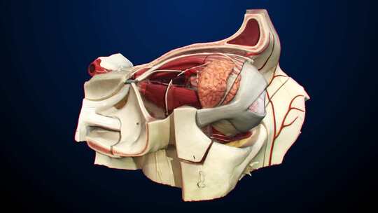 人类头部和眼睛模型的视图和显示内部器官的