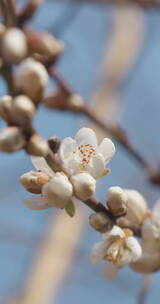 春天盛开梅花蜜蜂采蜜