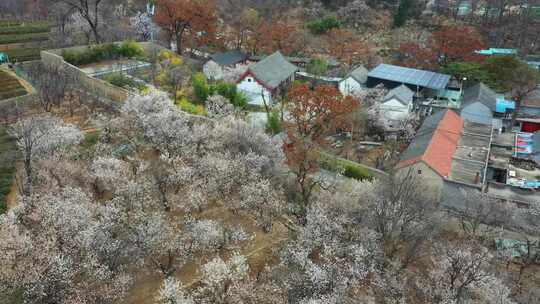 山村樱桃花开了