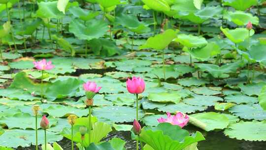 成都望丛祠夏日荷花盛开实拍素材