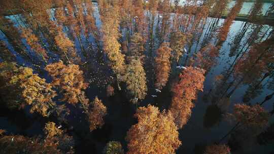 湖北涨渡湖秋天湿地白鹭飞翔航拍