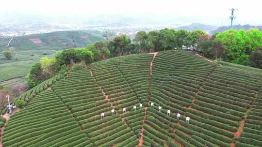 杭州龙坞西湖龙井茶园风景航拍