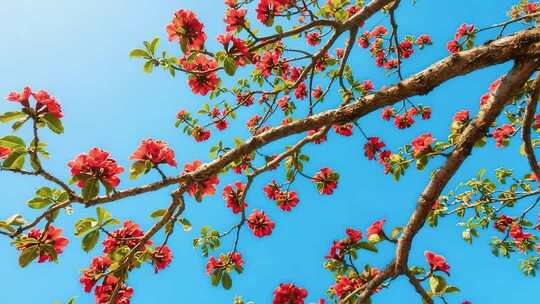 蓝天背景下盛开的木棉花