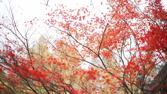深秋曲院风荷景区内红色的枫叶