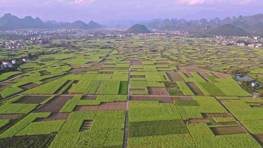 黑皮甘蔗基地航拍