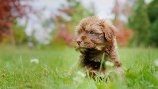 小狗趴在草地上