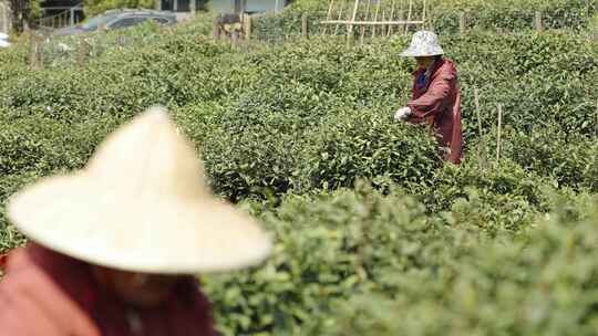 茶农采茶摘茶茶园茶树茶叶特写