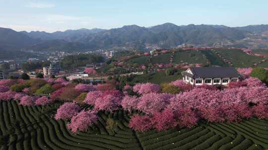 4K航拍福建龙岩台品樱花茶园