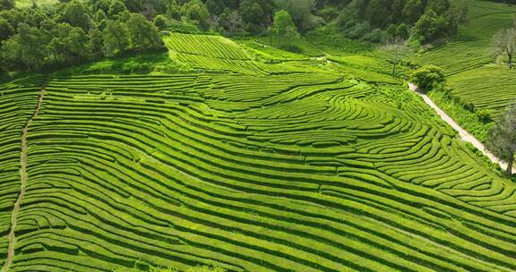 种植园，梯田，茶，绿色