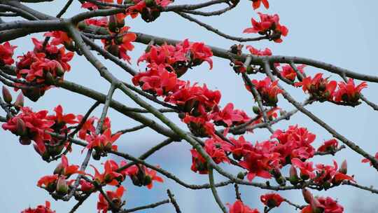 木棉花合集