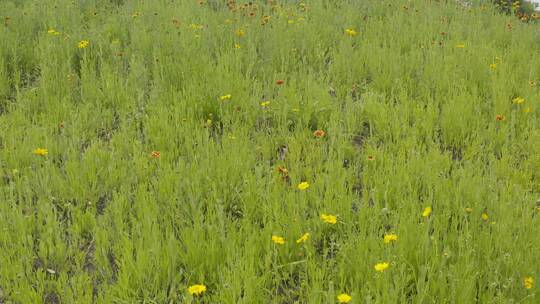 小清新鲜花阳光和雏菊