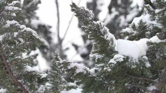 冬天下雪唯美雪景松树枝头被雪覆盖