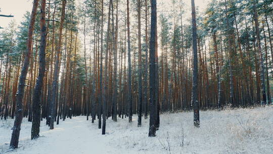 航拍冬天阳光下的森林