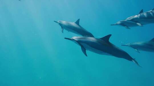 一群海豚在水下自由游泳特写