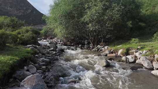 原始森林 生态 天然氧吧 溪水 大自然