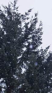 3968_雪落在松林里