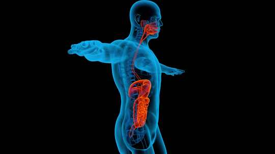 消化系统3d人体解剖学x射线肝脏视频素材模板下载