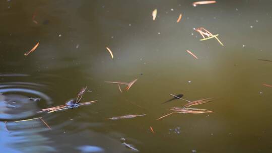 池塘蝌蚪水生物生态视频素材模板下载
