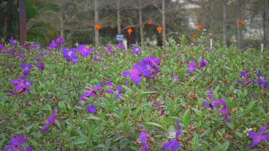 野牡丹花朵花瓣紫色花开