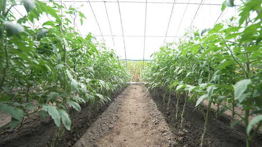 蔬菜番茄种植大棚