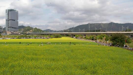 油菜花地高铁航拍