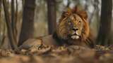 狮子卧着的雄狮 狮子特写高清在线视频素材下载