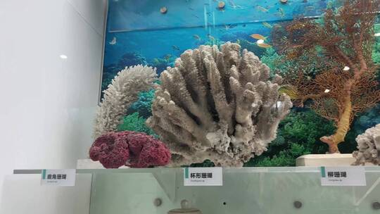 海洋生物标本展览水生物化石