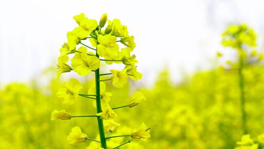 春天盛开的油菜花