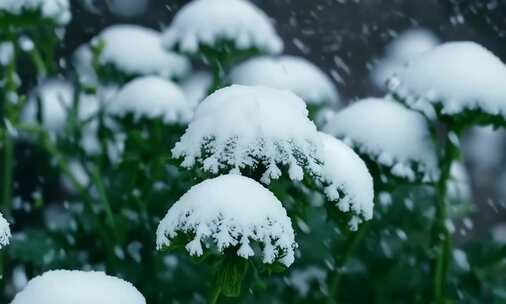 唯美冬季 飘雪 花朵 植物特写雪景 (2)